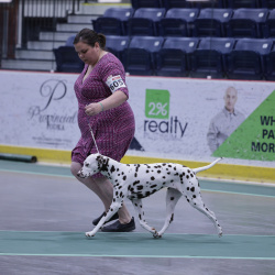 Hub City Dog Show
