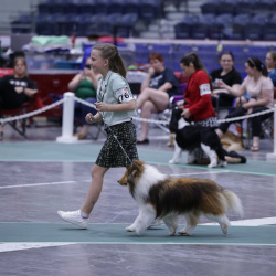 Hub City Dog Show