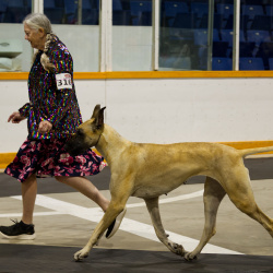 PCA Dog Show 2025